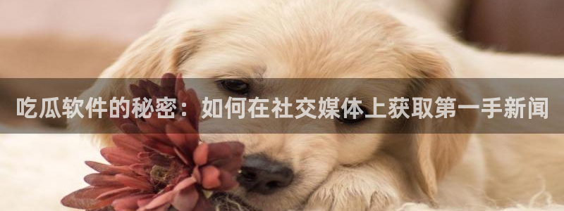 吃瓜网是全网更新最快：吃瓜软件的秘密：如何在社交媒体上获取第一手新闻